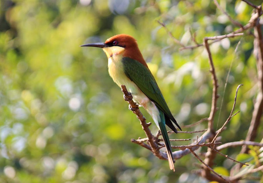 Yala & Bundala Day Tour