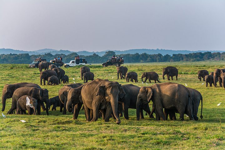 Minneriya National Park