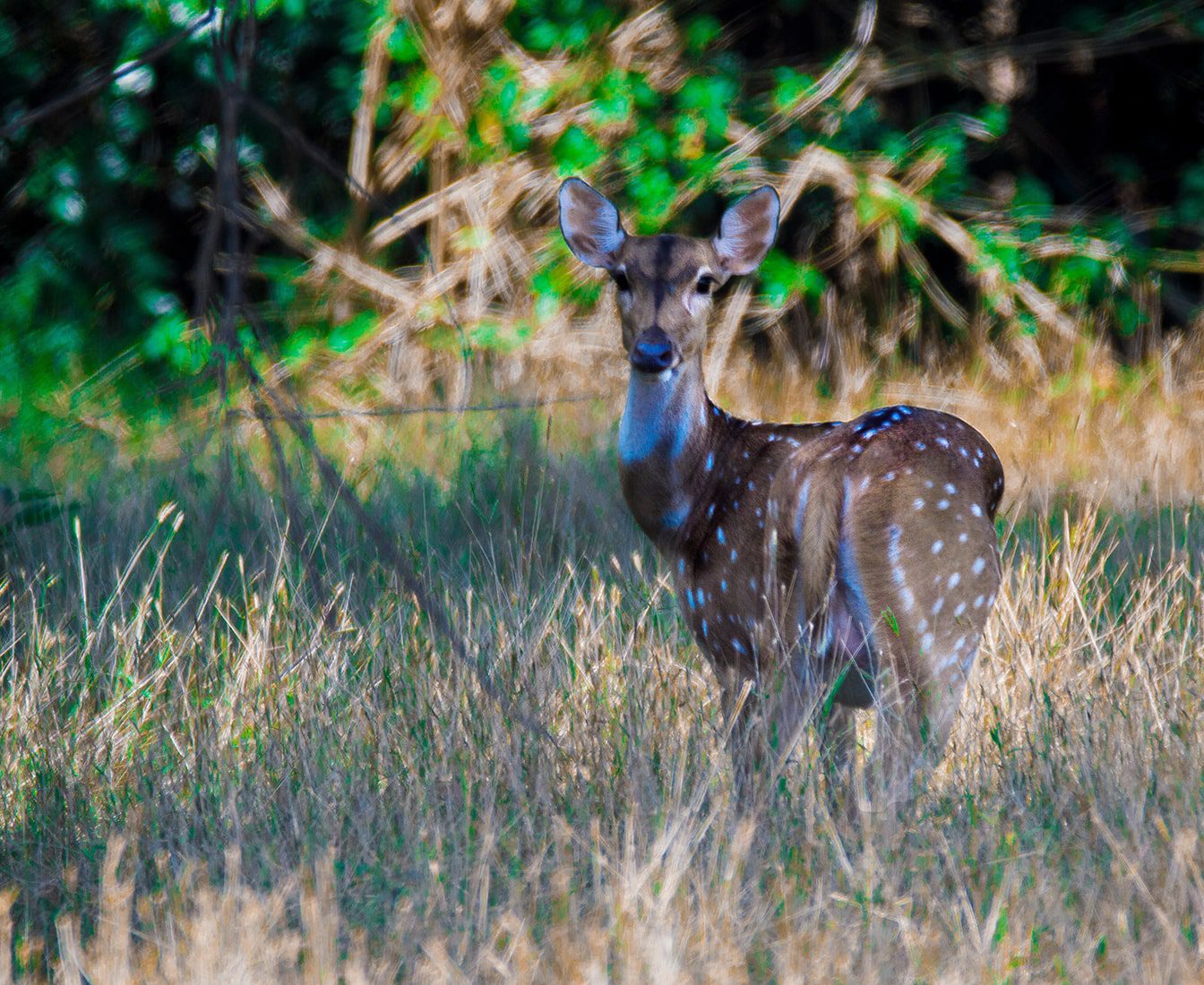Wasgamuwa National Park