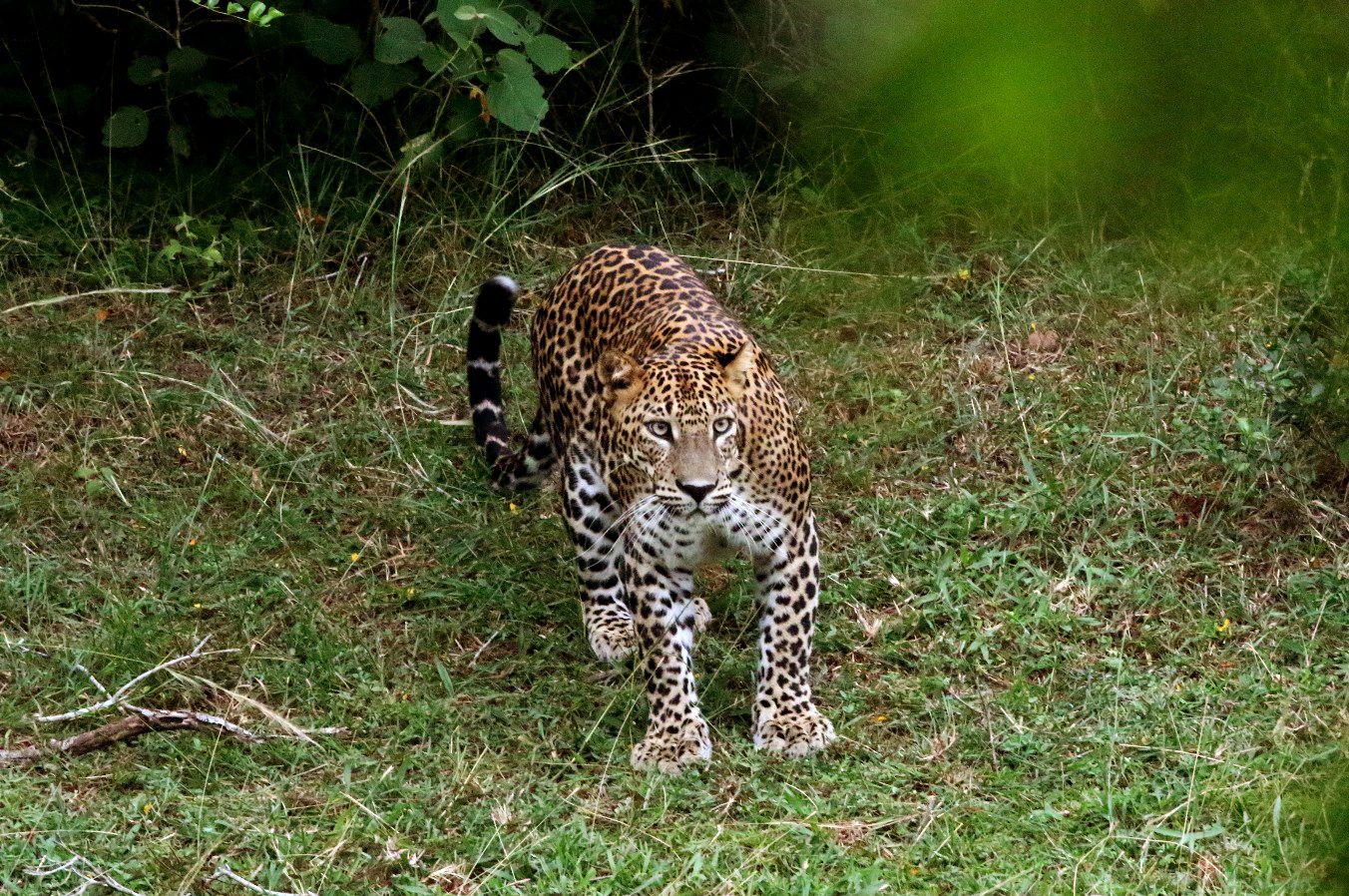 Wilpattu National Park