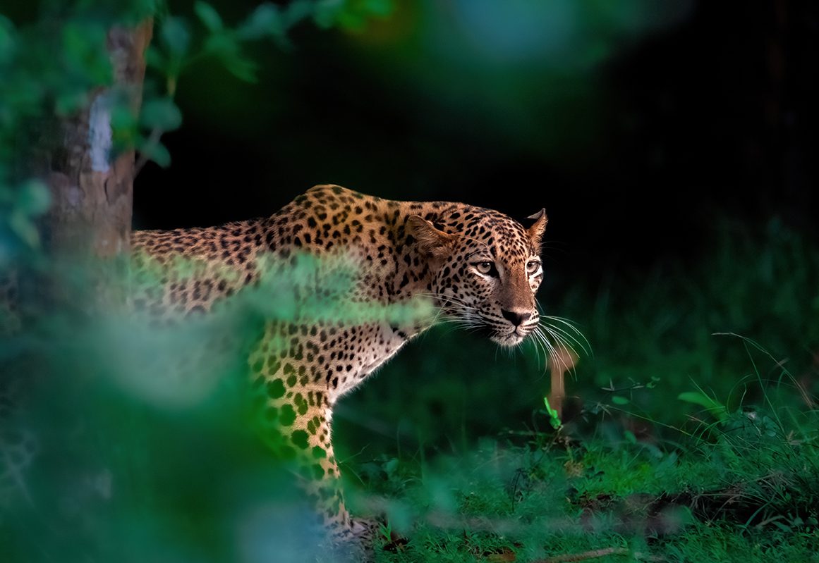 Serene Shores and Wild Adventures