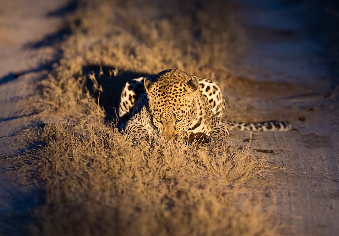 Anuradhapura & Wilpattu Day Tour